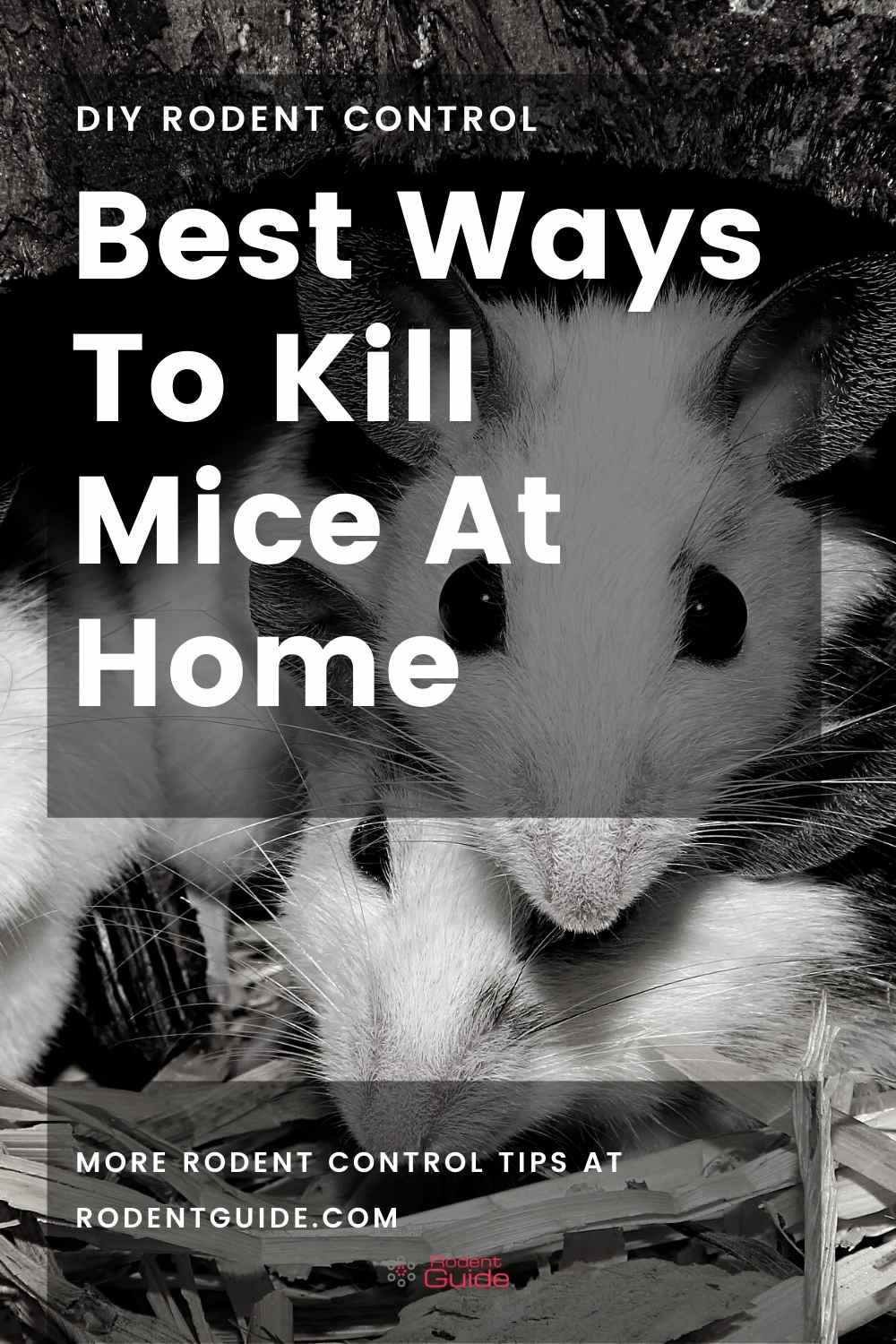 Best Ways To Kill Mice At Home DIY Rodent Control