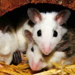 mice huddled together