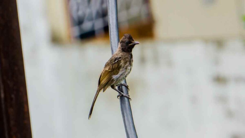 bird perched on a wire