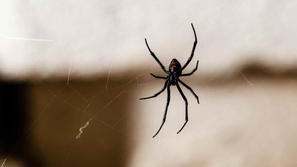 black spider in web