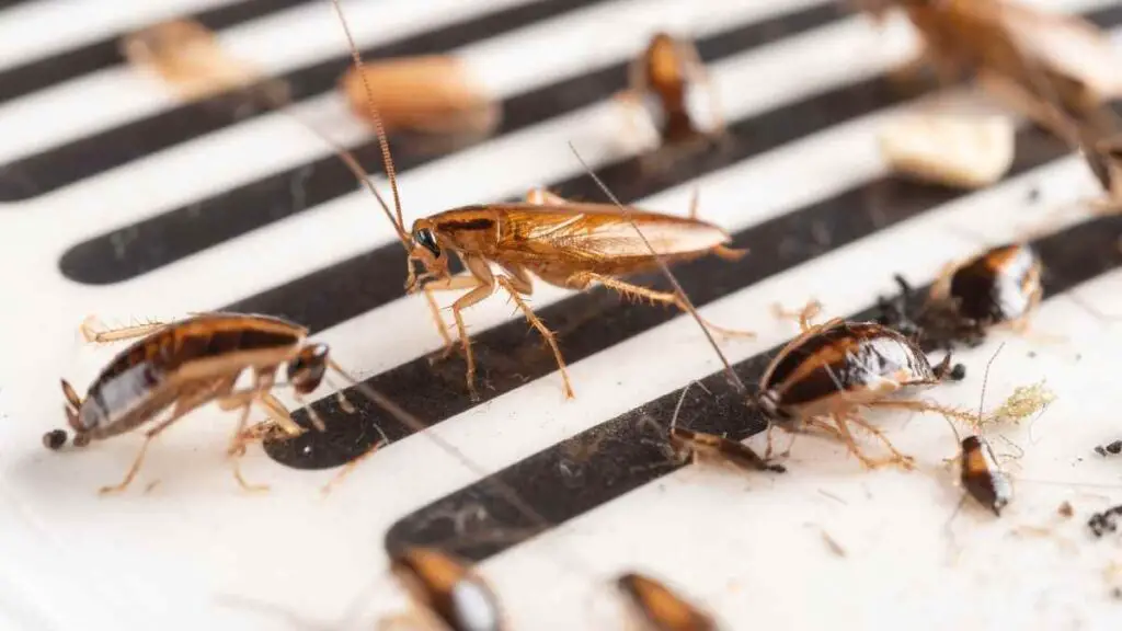 cockroaches near vent