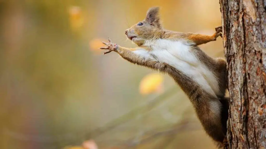 squirrel on a tree