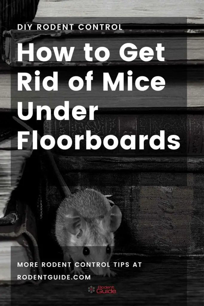 How to Get Rid of Mice Under Floorboards