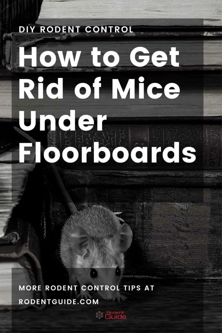 How to Get Rid of Mice Under Floorboards The StepbyStep Guide DIY Rodent Control