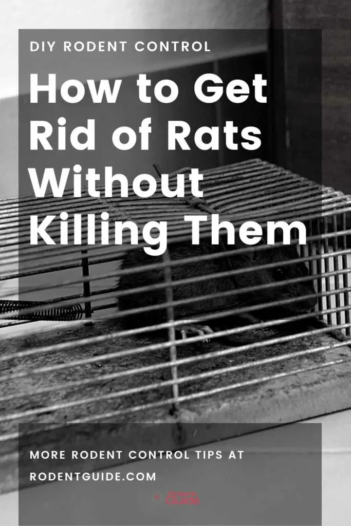 How to Get Rid of Rats Without Killing Them