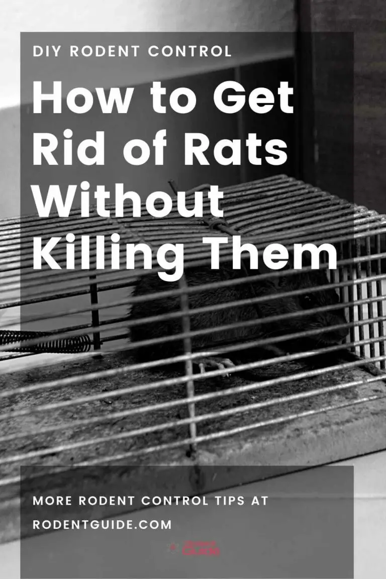 How to Get Rid of Rats Without Killing Them Humane Rat Removal Tips