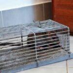 How to Get Rid of Rats Without Killing Them: Humane Rat Removal Tips