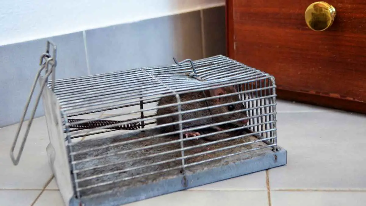 live catch rat trap