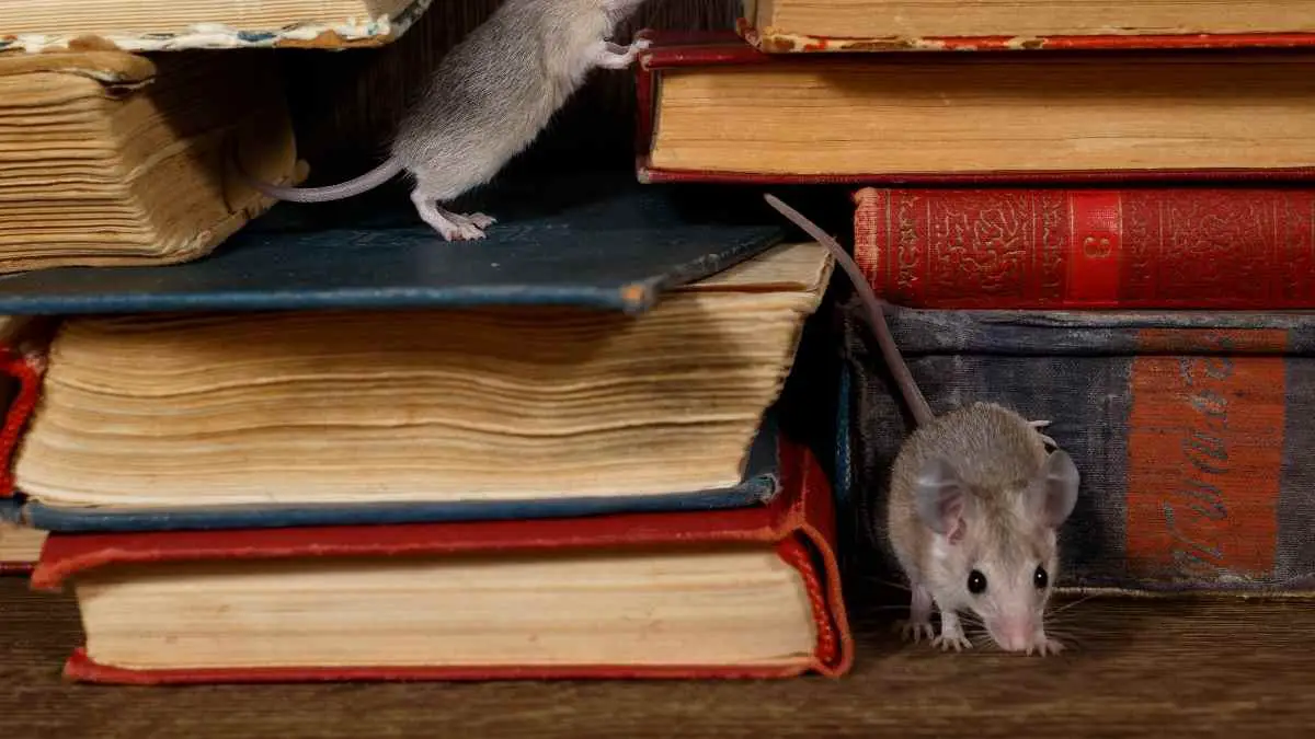 mice near books and floorboards