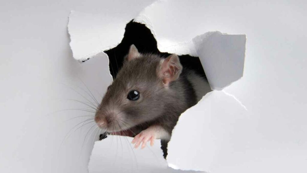 rat entry point head in hole