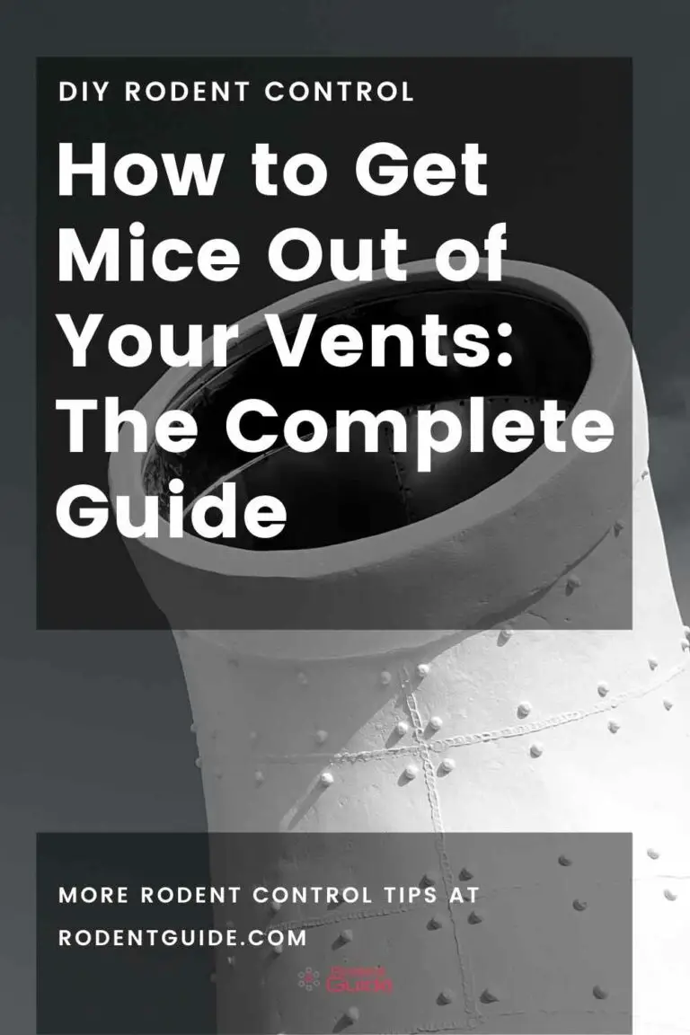 How to Get Mice Out of Your Vents The Complete Guide DIY Rodent Control