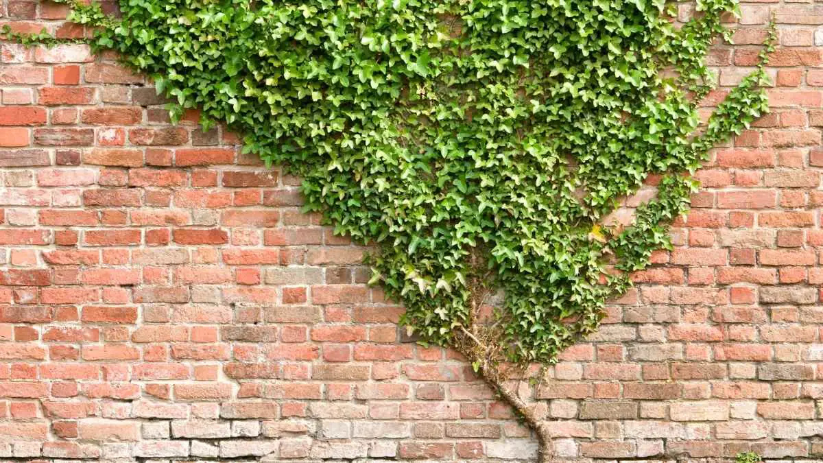 How Do Mice Get In Upstairs Apartments? How Do They Get In? DIY