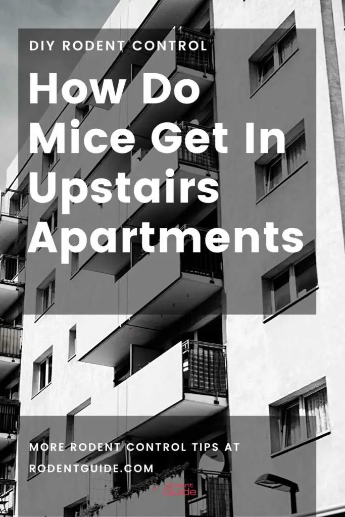 how do mice get in upstairs apartments