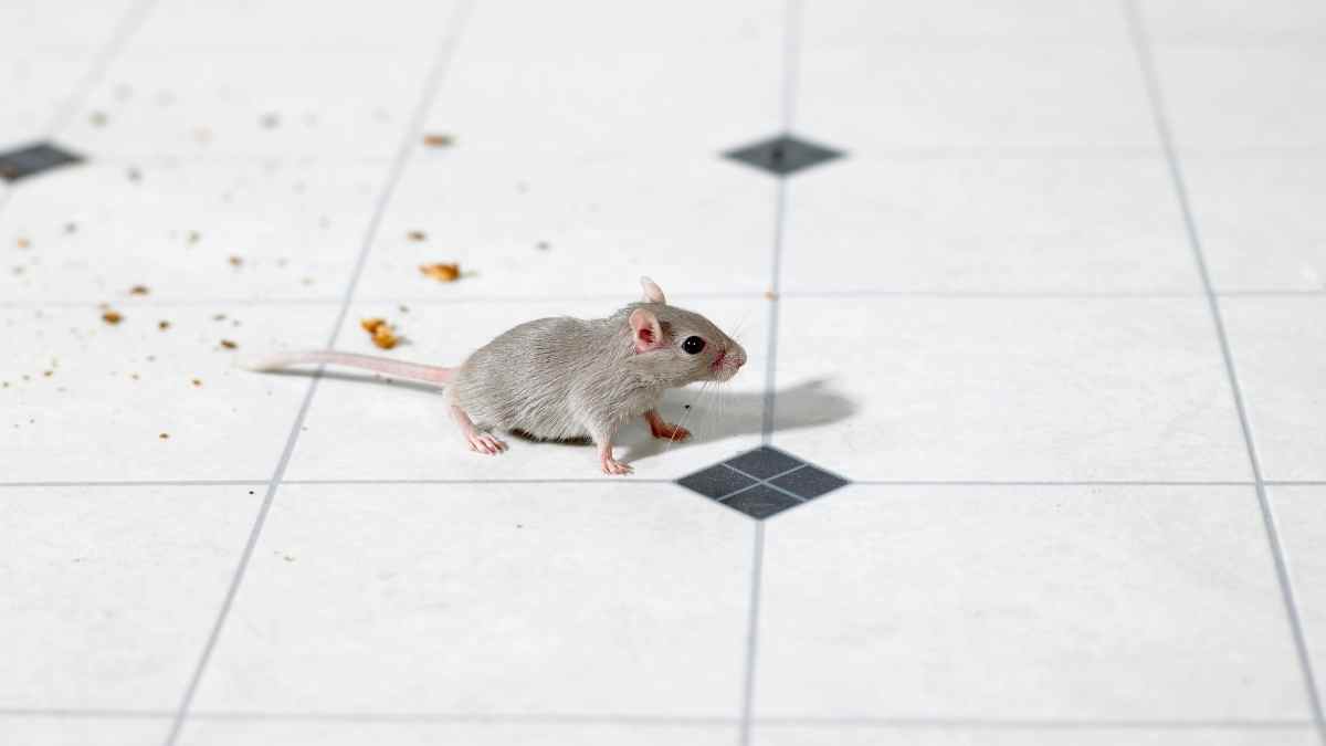 How to Get Rid of Mice in Kitchen Effective Tips and