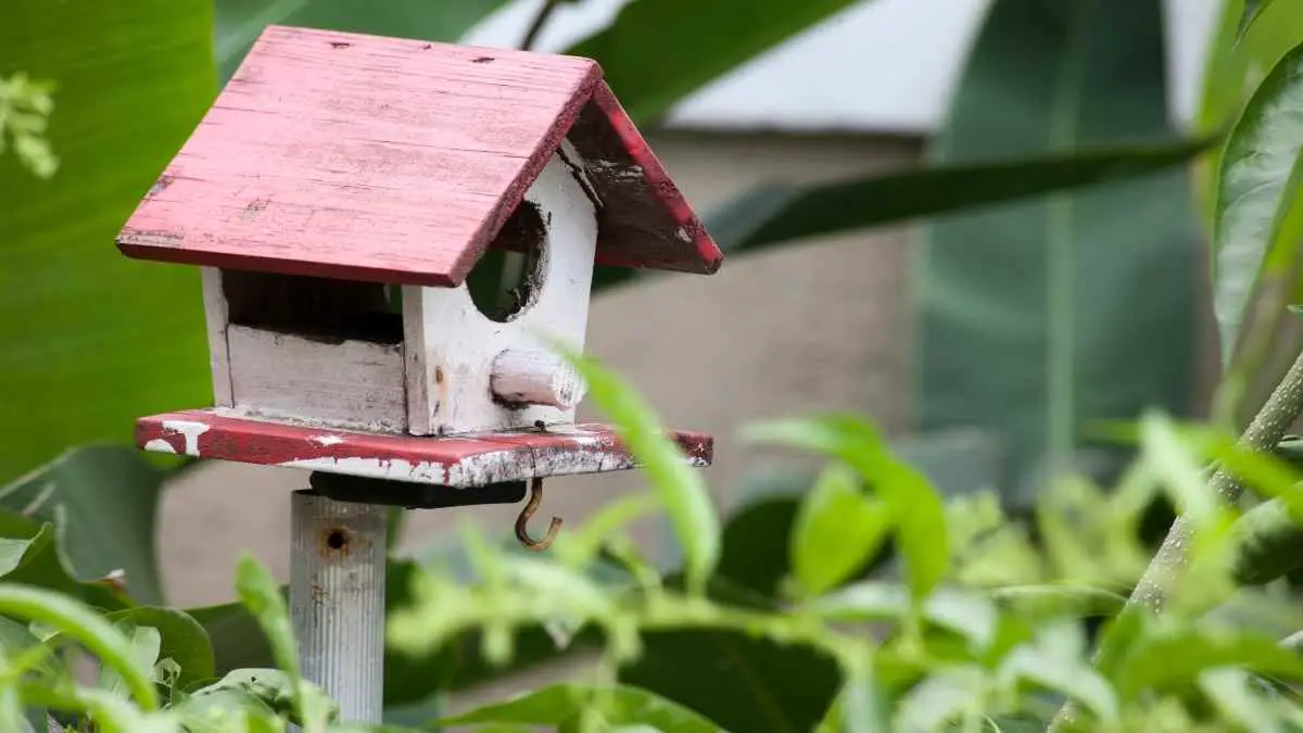 Where Do Mice Nest Outside? Common Locations for Outdoor Mice Nests