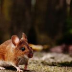 Vinegar Mice Repellent Options: The Ultimate Guide