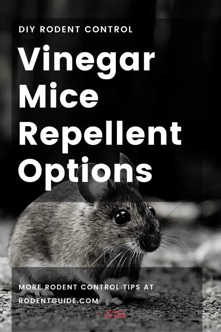 Vinegar Mice Repellent Options The Ultimate Guide DIY Rodent Control
