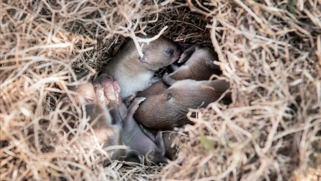 mice nest