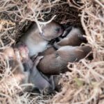 mice nest