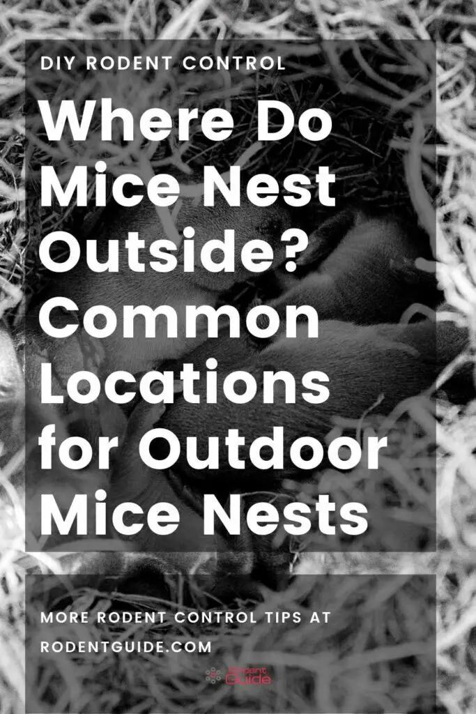 where do mice nest outside