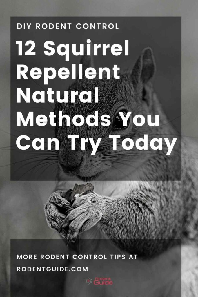 12 Squirrel Repellent Natural Methods You Can Try Today