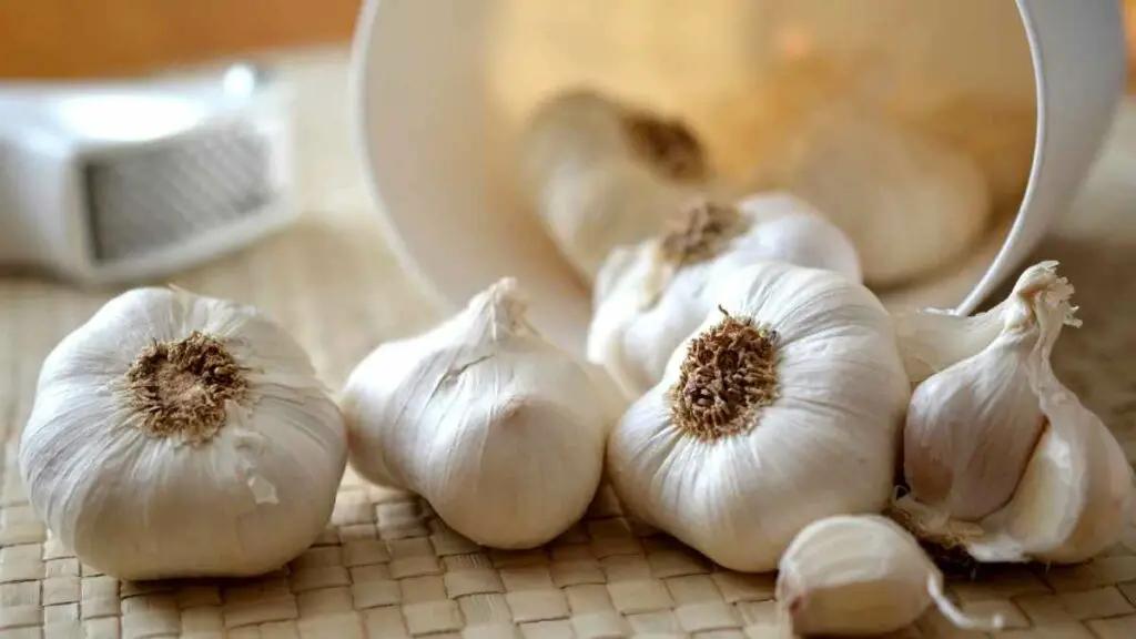 Garlic