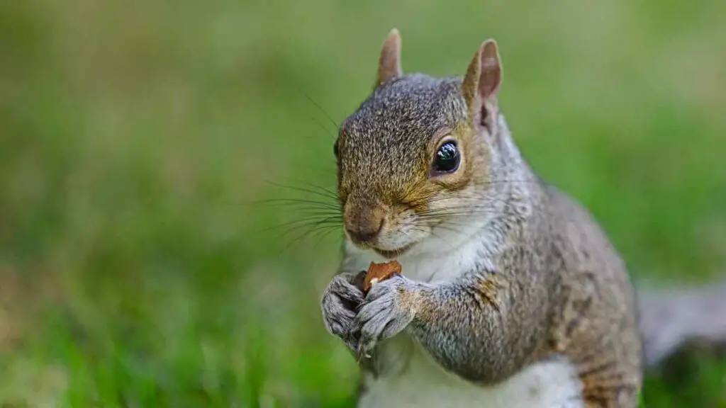 12 Squirrel Repellent Natural Methods You Can Try Today - DIY Rodent ...