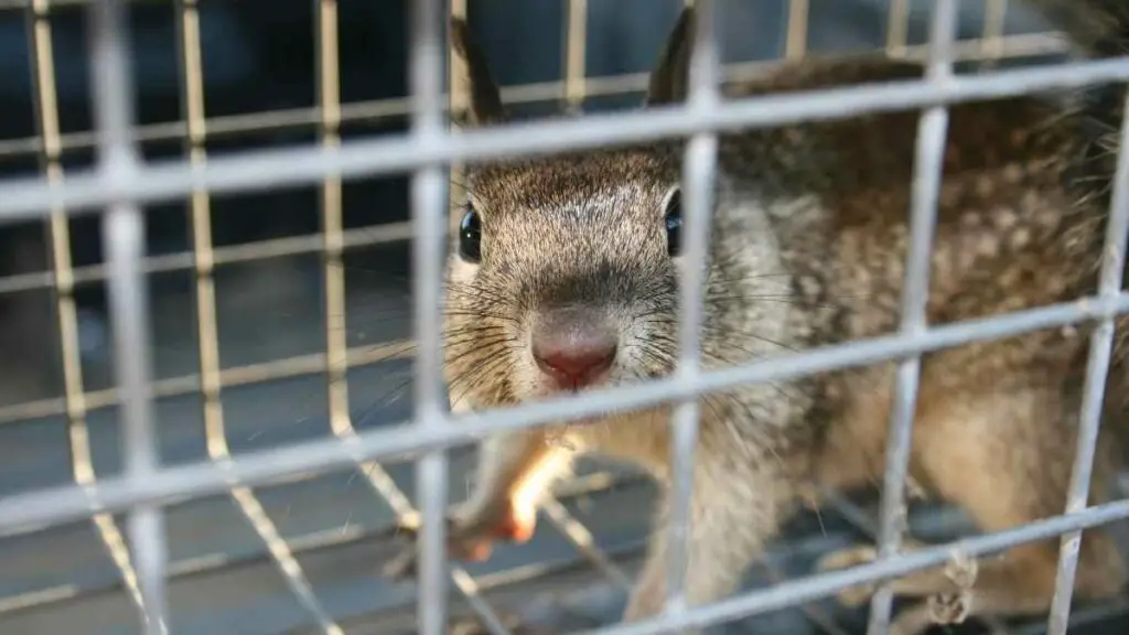 squirrel in trap