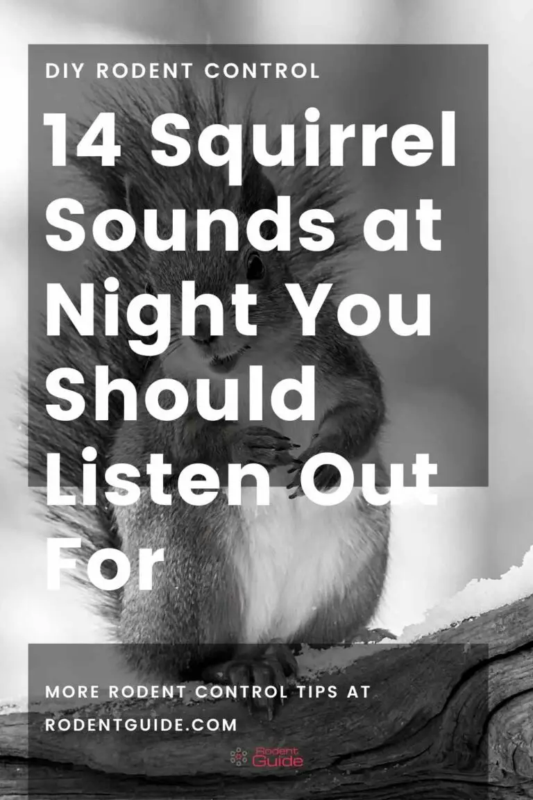 14 Squirrel Sounds at Night You Should Listen Out For DIY Rodent Control