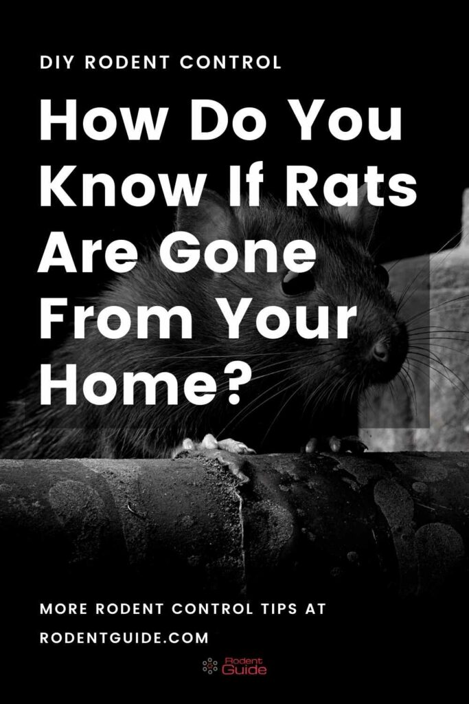How Do You Know If Rats Are Gone From Your Home