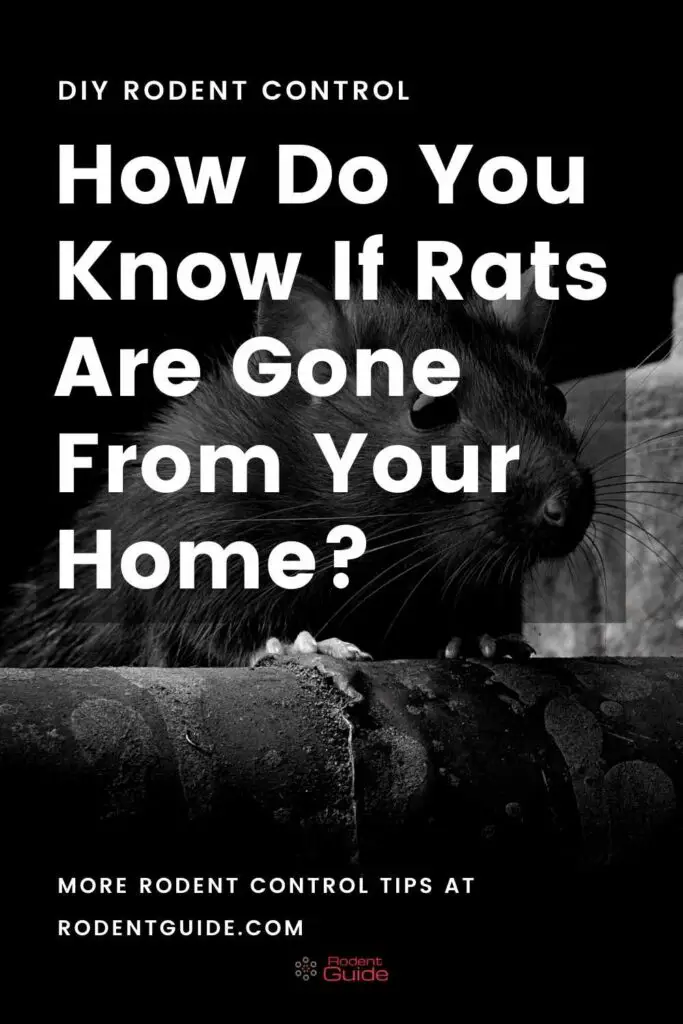 How Do You Know If Rats Are Gone From Your Home