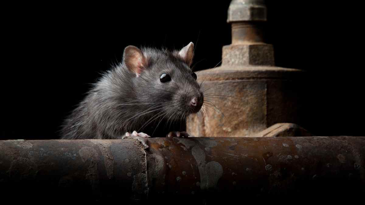 How Do You Know If Rats Are Gone