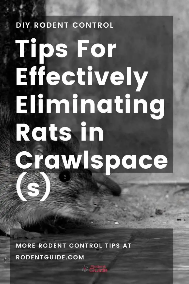 Tips For Effectively Eliminating Rats in Crawlspace(s) DIY Rodent Control