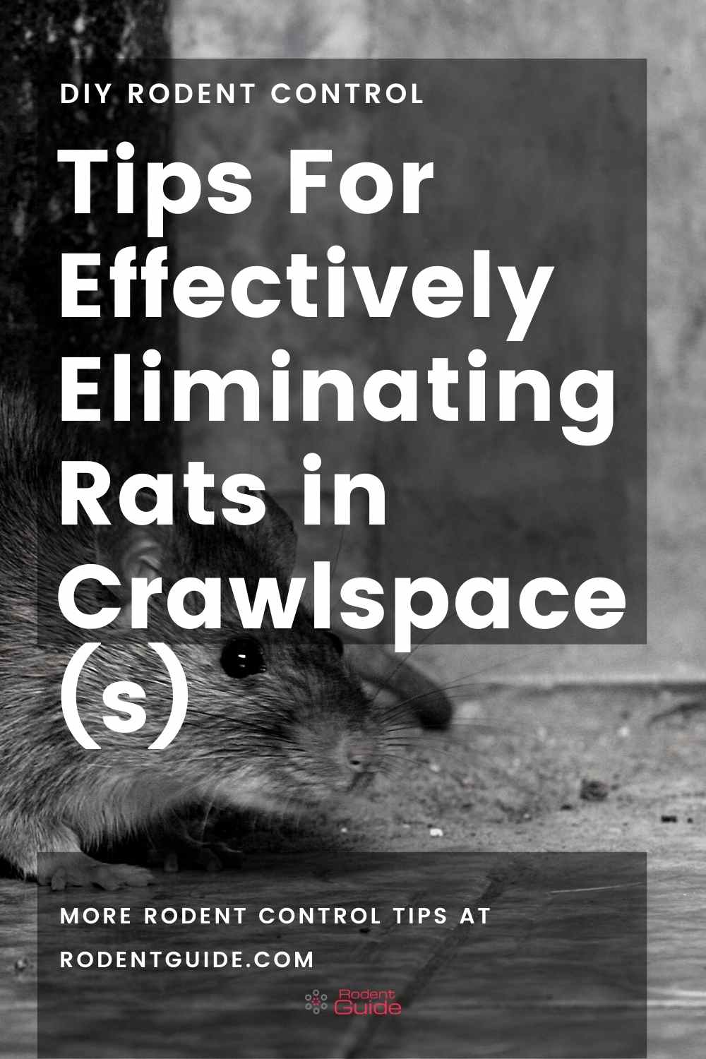 Tips For Effectively Eliminating Rats In Crawlspace S DIY Rodent Control   Tips For Effectively Eliminating Rats In Crawlspace 