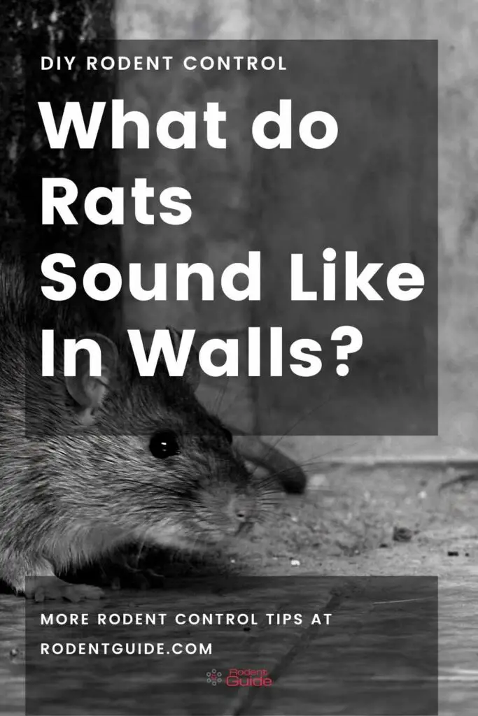 What do Rats Sound Like In Walls