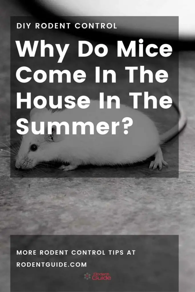 Why Do Mice Come In The House In The Summer