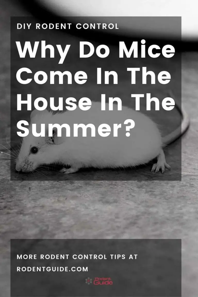 Why Do Mice Come In The House In The Summer? An Expert's Insight DIY