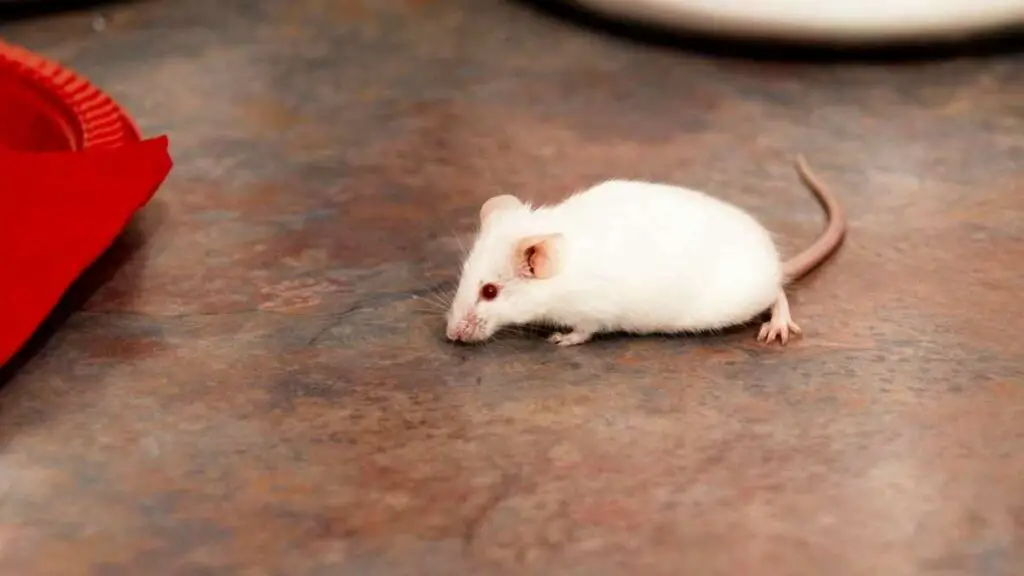 Why Do Mice Come In The House In The Summer? An Expert's Insight DIY