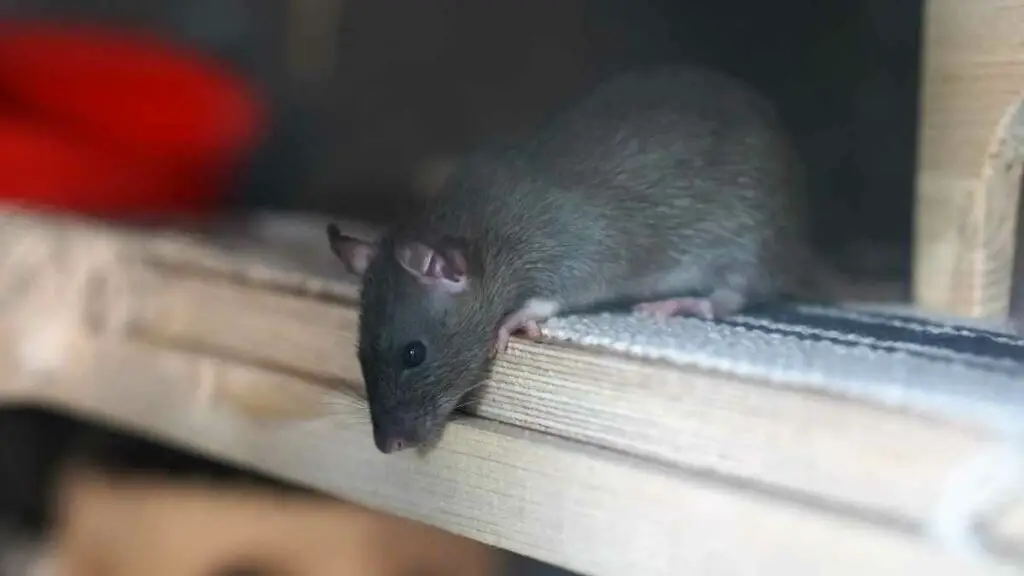 rat in a home