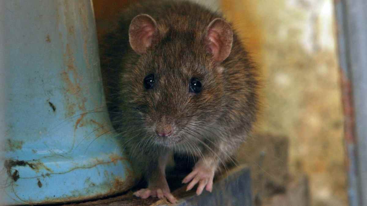 tips-for-effectively-eliminating-rats-in-crawlspace-s-diy-rodent-control