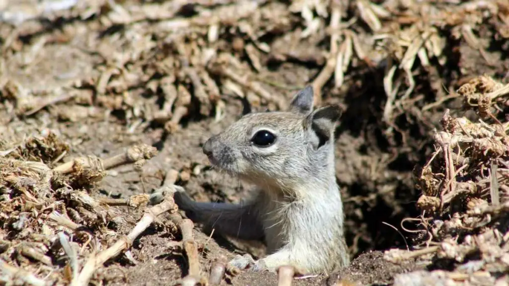 squirrel in ground