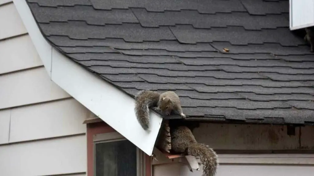 squirrel on roof