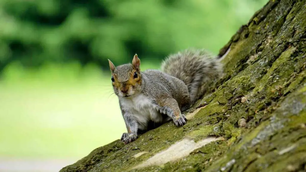 squirrel on tree