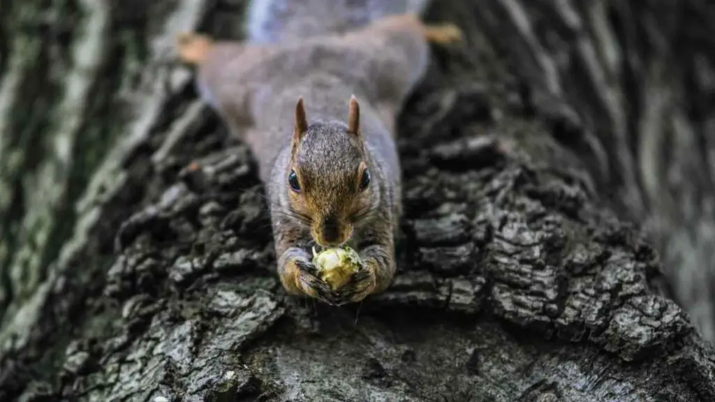 squirrel on tree eating