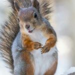 14 Squirrel Sounds at Night You Should Listen Out For