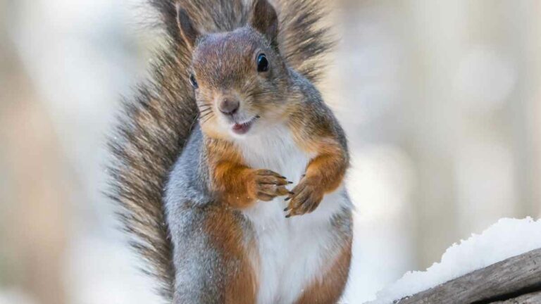 14 Squirrel Sounds at Night You Should Listen Out For - DIY Rodent Control