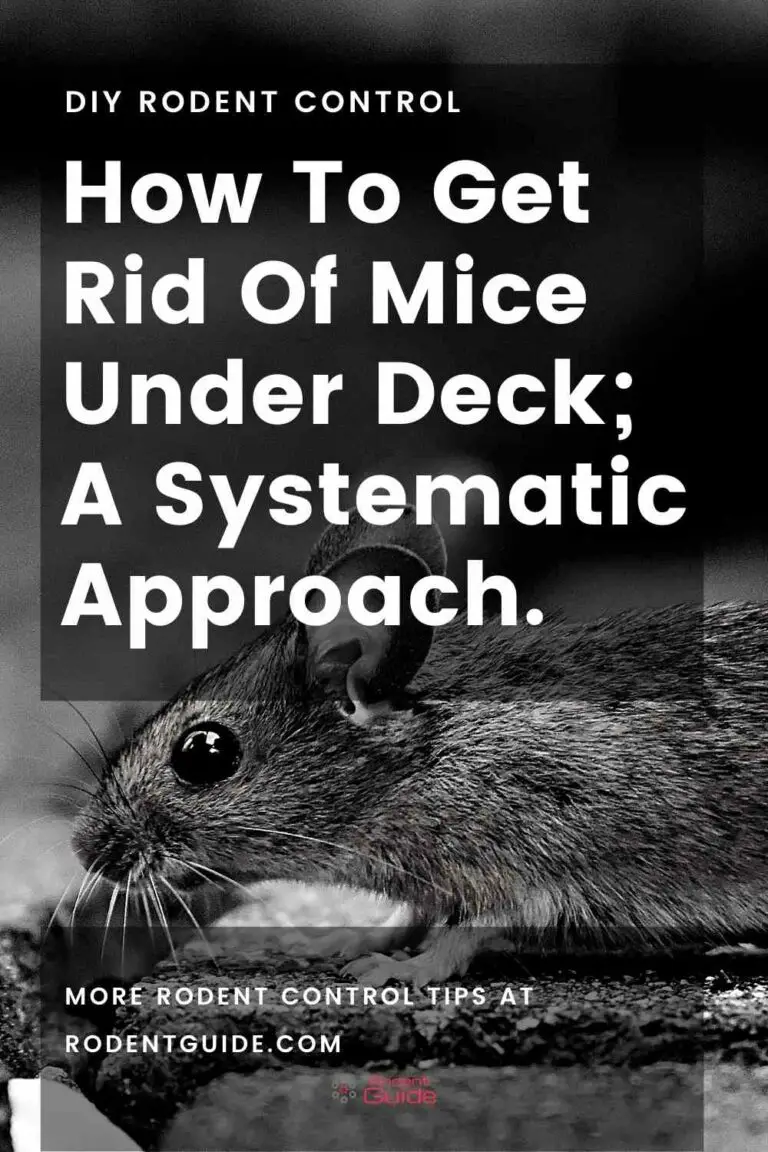 How To Get Rid Of Mice Under Deck; A Systematic Approach. DIY Rodent