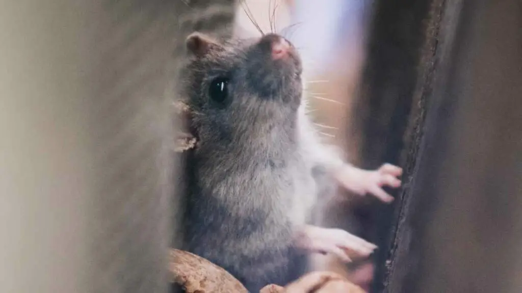 What Do Mice Sound Like In Walls And Wall Spaces? DIY Rodent Control