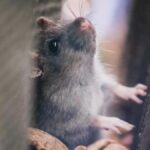 What Do Mice Sound Like In Walls And Wall Spaces?