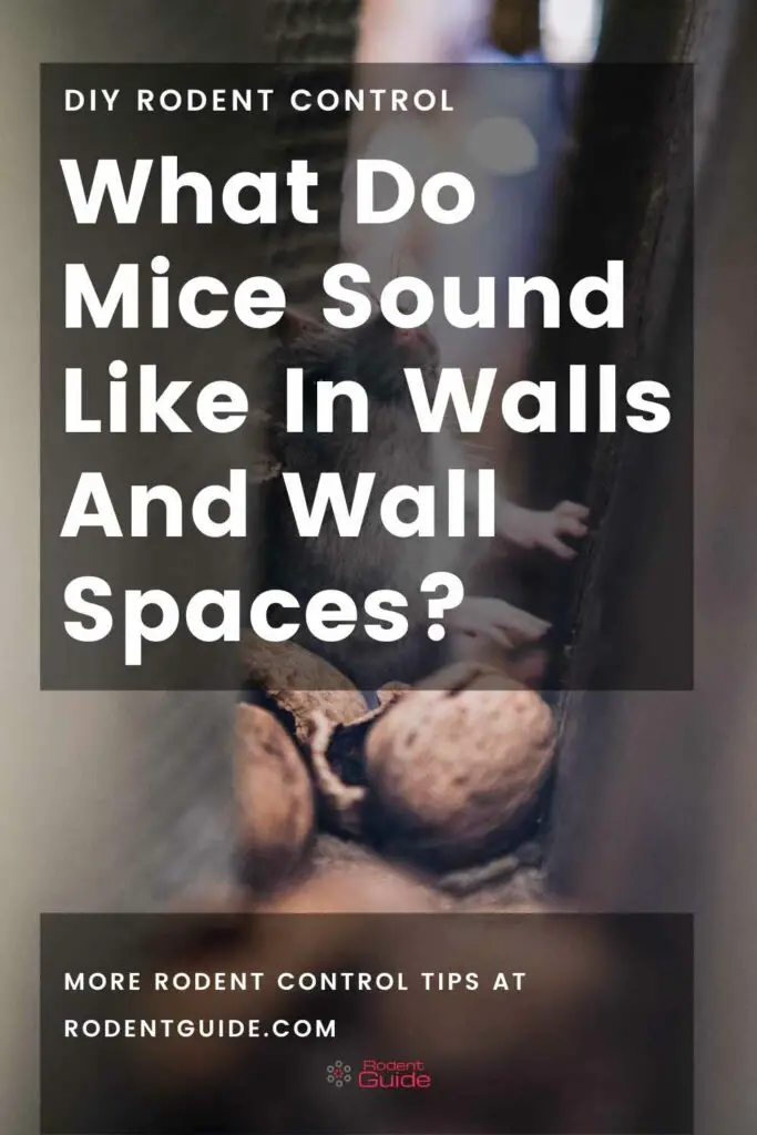 What Do Mice Sound Like In Walls And Wall Spaces 1